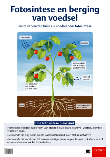 Picture of Fotosintese en berging van voedsel