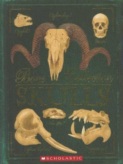 Picture of Bone Collection: Skulls