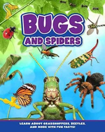 Picture of Bugs and Spiders