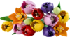 Picture of Lego Botanicals Tulip Bouquet