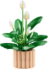 Picture of Lego Botanicals Peace Lily
