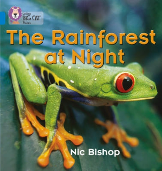 Picture of The Rainforest at Night
