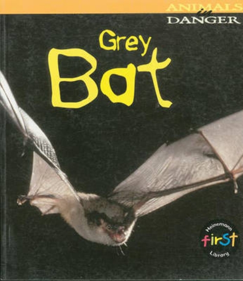 Picture of Animals Danger: Grey Bat HB