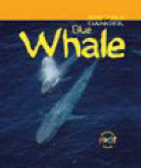 Picture of Animals in Danger: Blue Whale (Cased)