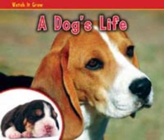 Picture of A Dog's Life