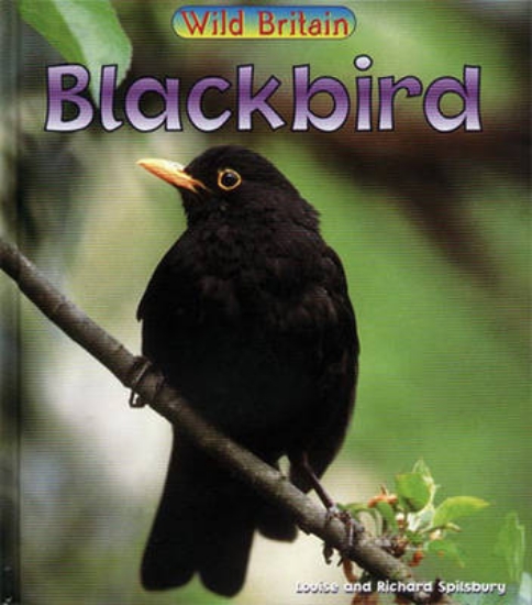 Picture of Blackbird: Guided Reading Pack