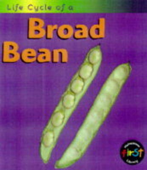 Picture of Broad Bean