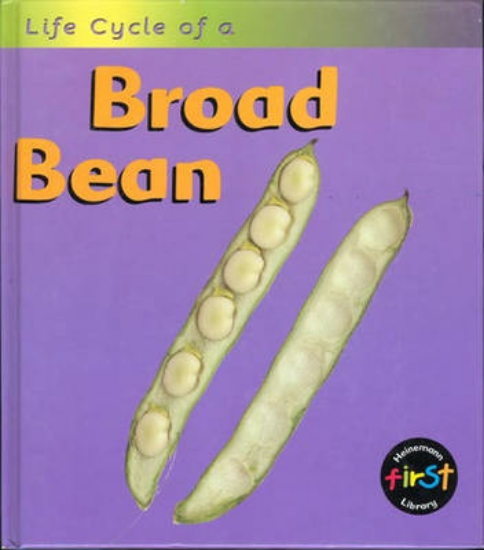 Picture of Broad Bean