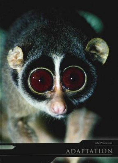 Picture of Adaptation