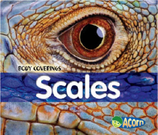 Picture of Scales