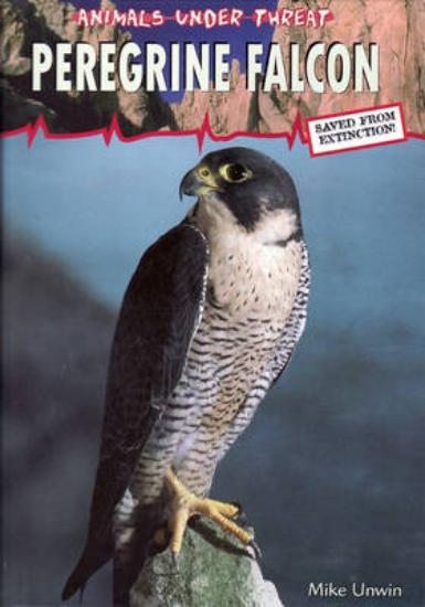 Picture of Animals Under Threat: Peregrine Falcon
