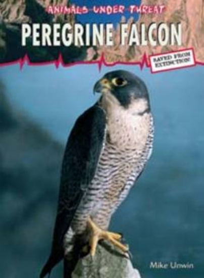 Picture of Animals Under Threat: Peregrine Falcon Hardback