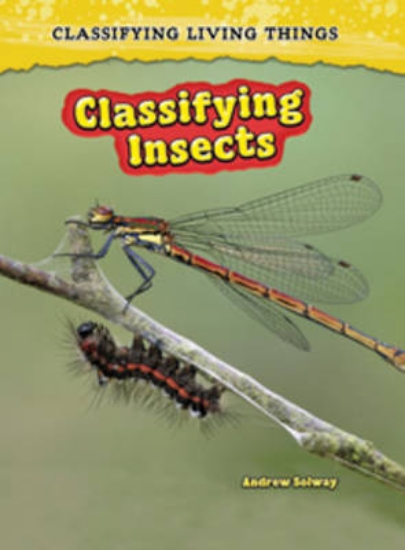 Picture of Classifying Insects