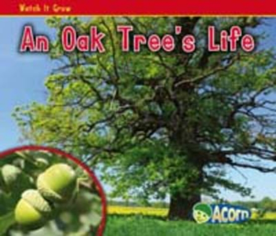 Picture of An Oak Tree's Life