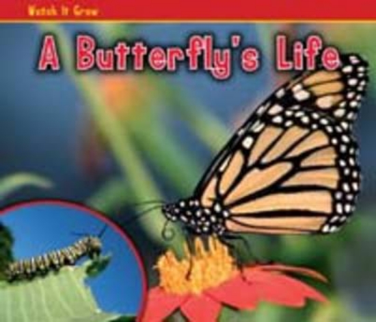 Picture of A Butterfly's Life