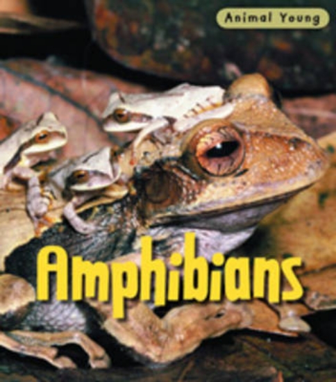 Picture of Amphibians