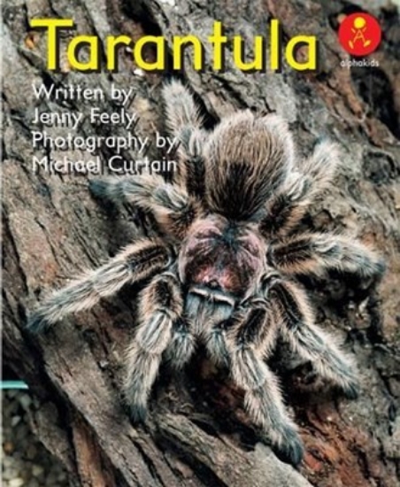 Picture of Ak L11: Tarantula