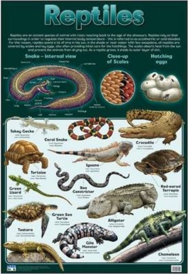 Picture of Reptiles: Wall chart