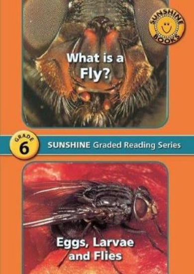 Picture of What Is A Fly? / Eggs, Larvae And Flies