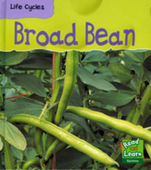 Picture of Broad Bean