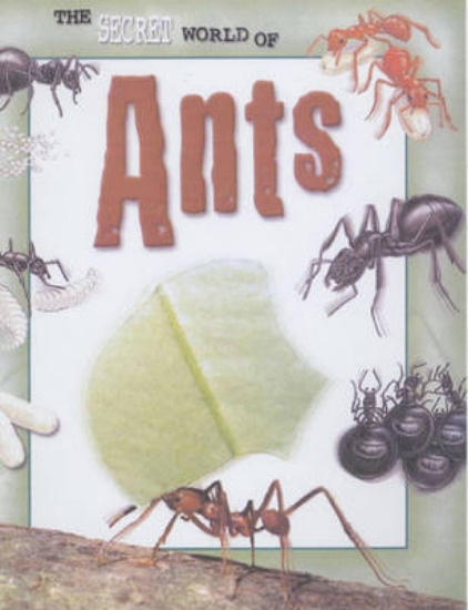 Picture of The Secret World of: Ants