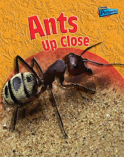 Picture of Ants Up-close