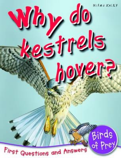 Picture of Why do Kestrels Hover?