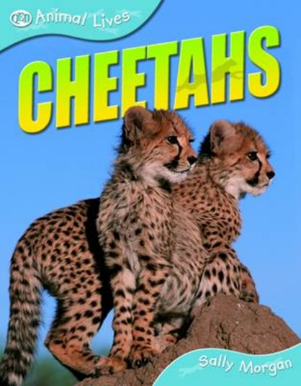 Picture of Cheetahs
