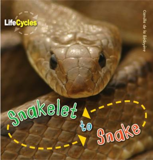 Picture of Life Cycles: Snakelet to Snake
