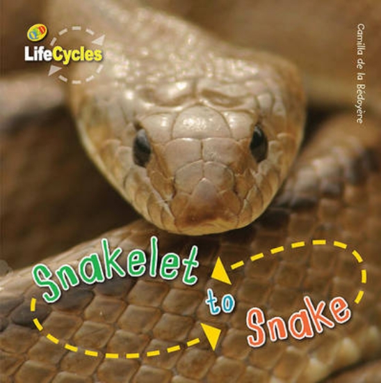 Picture of Life Cycles: Snakelet to Snake