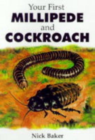 Picture of Your First Millipede and Cockroach