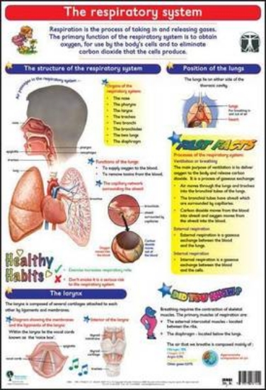 Picture of Respiratory system: Wall chart