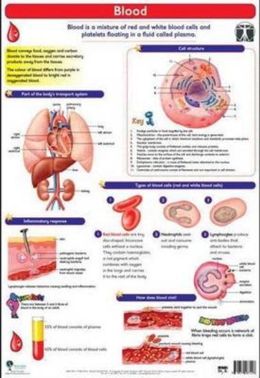 Picture of Blood: Wall chart