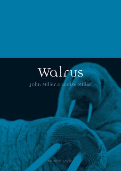 Picture of Walrus