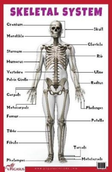 Picture of Skeletal System