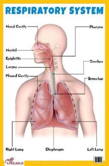 Picture of Respiratory System Educational Chart