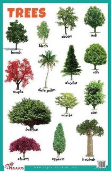 Picture of Trees Educational Chart