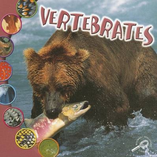Picture of Vertebrates