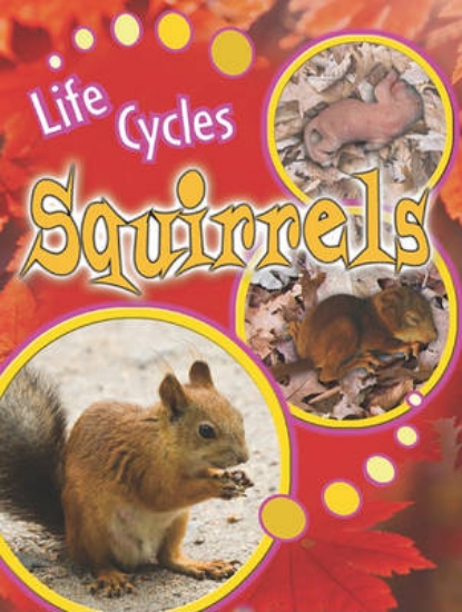 Picture of Squirrels