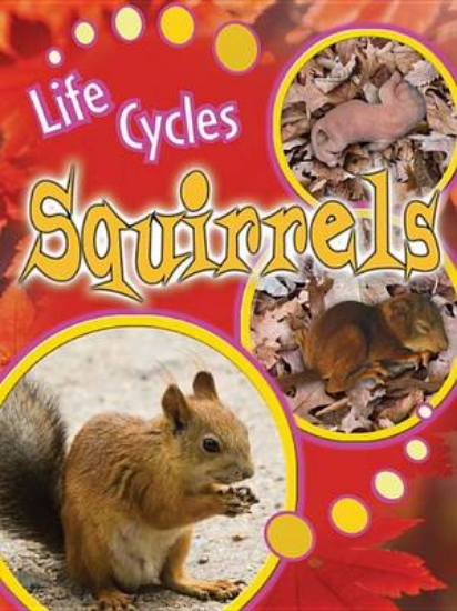 Picture of Squirrels