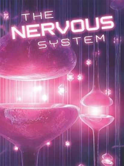 Picture of The Nervous System