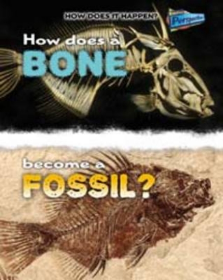 Picture of How Does a Bone Become a Fossil?