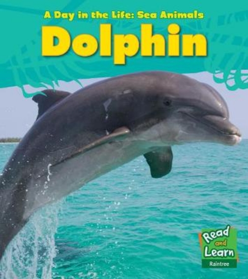 Picture of Dolphin