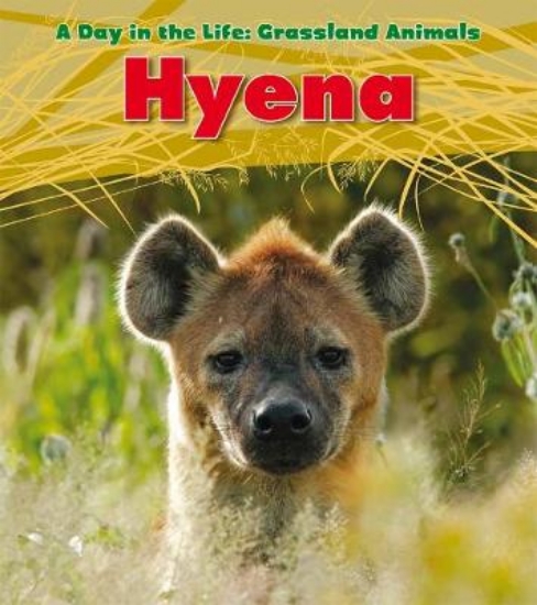 Picture of Hyena