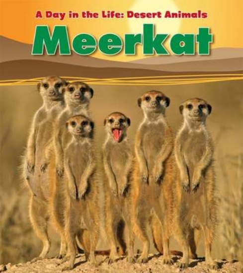 Picture of Meerkat
