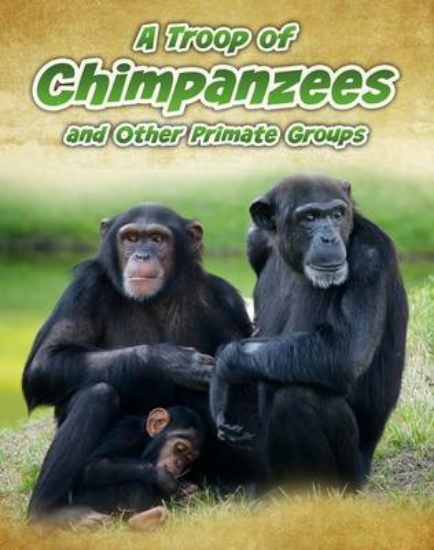 Picture of A Troop of Chimpanzees