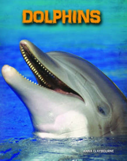 Picture of Dolphins