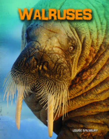 Picture of Walruses