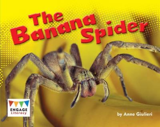Picture of The Banana Spider