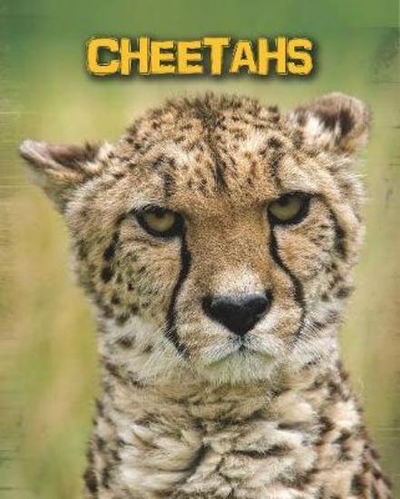 Picture of Cheetahs